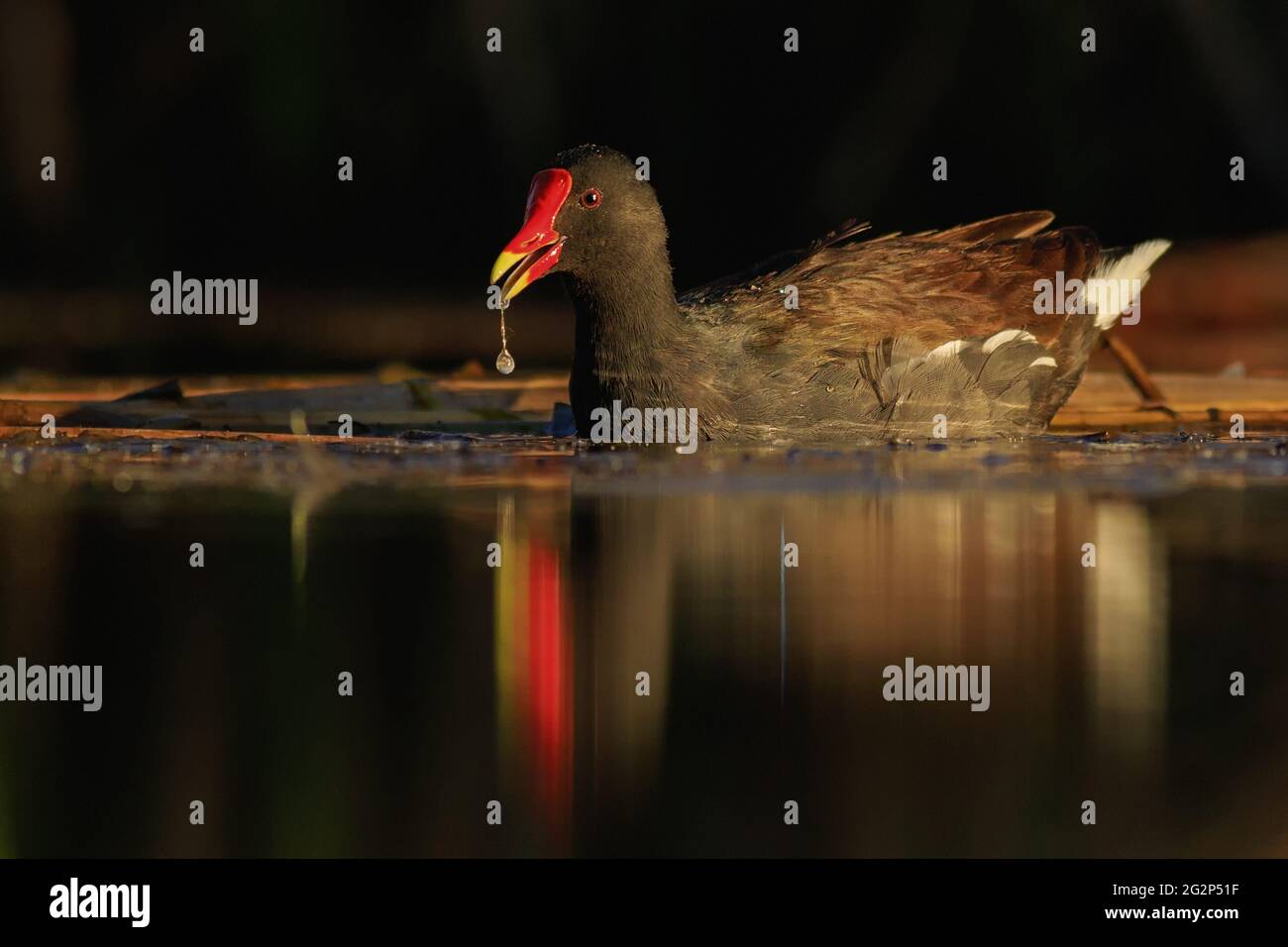 Un Moorhen prende un gulp. Foto Stock