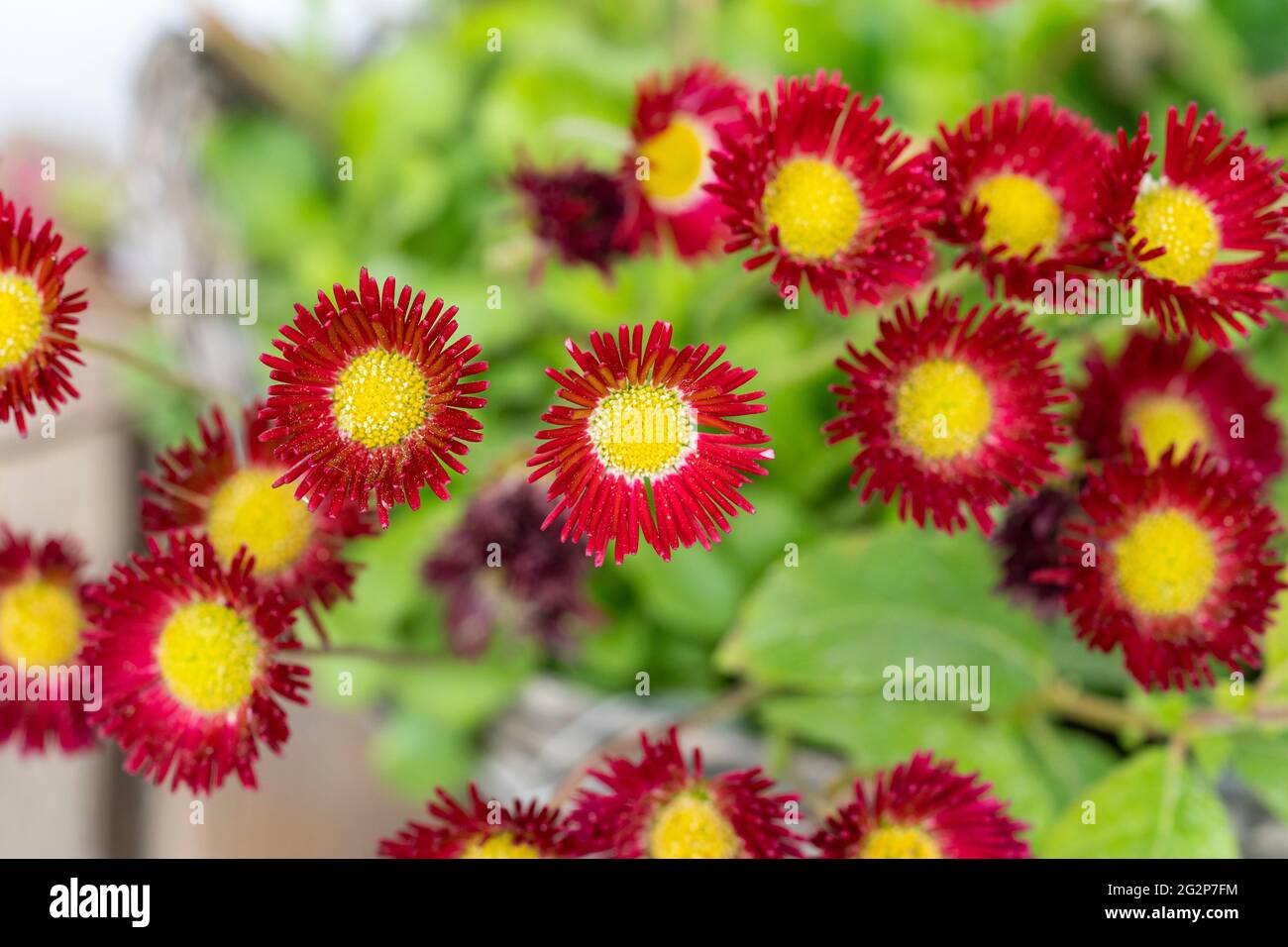 Tasso Bellis rosso (perennis bellis) con pom pom come fiori, conosciuto anche come il Daisy inglese, fiorendo in un vaso di fiori in Austria Foto Stock