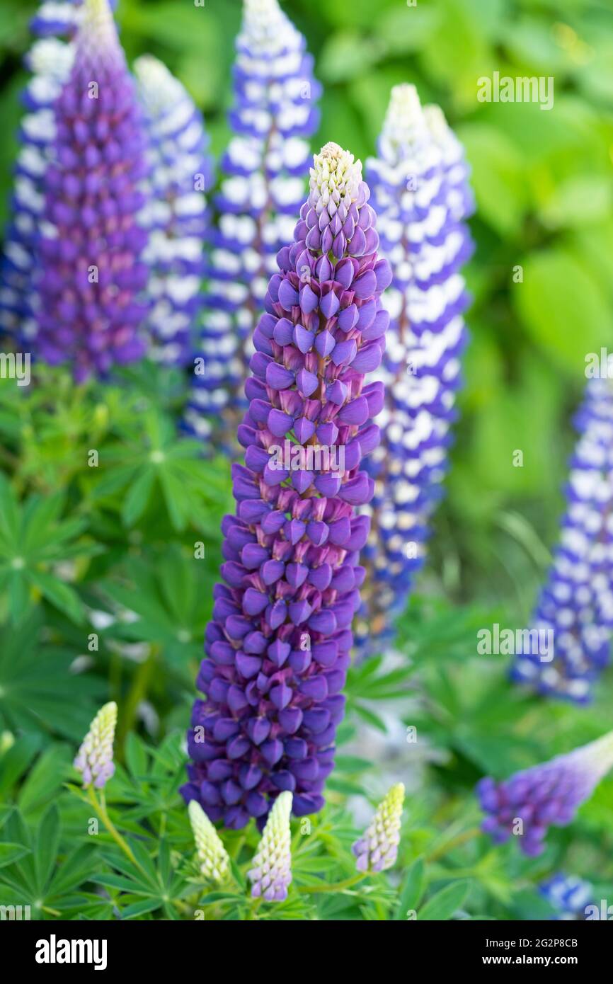 Lupinus (o Lupin, Lupin, Bluebonnet) "Re Canuto" con petali bicolore blu scuro e bianco, fiorito in giugno nella bassa Austria Foto Stock