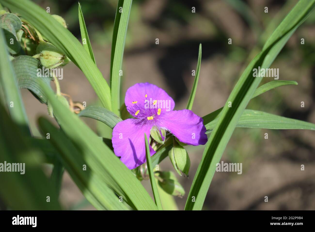 Bel fiore viola-viola con un soffice mezzo del giardino Tradescantia su uno sfondo di foglie verdi da vicino. (Tradescantia virginiana). Ma Foto Stock