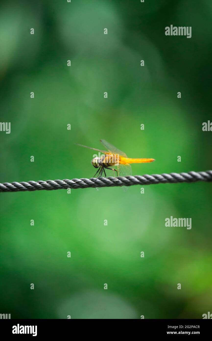 Un cavallino è seduto sul filo Foto Stock