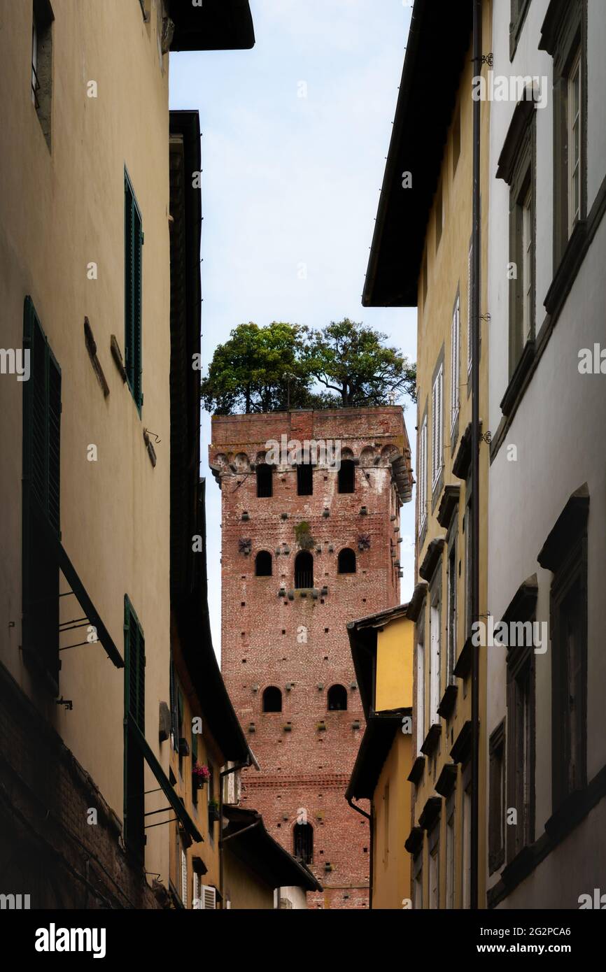 Torre Guinigi, edificio medievale nel centro storico di Lucca (Toscana, Italia). La torre è un famoso punto di riferimento noto per la sua cima, coperta da Foto Stock