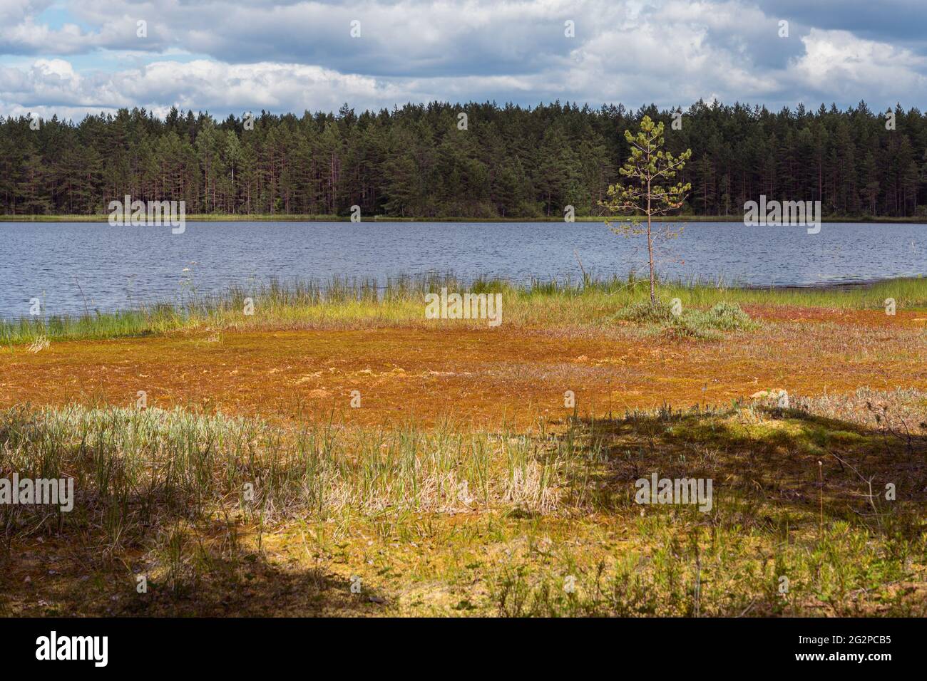 Bog sulla riva del lago accanto alla pineta nel distretto di Vybord al confine tra Russia e Finlandia. La borchia si è formata con uno strato di muschio di sfinimento di più metri. Foto Stock