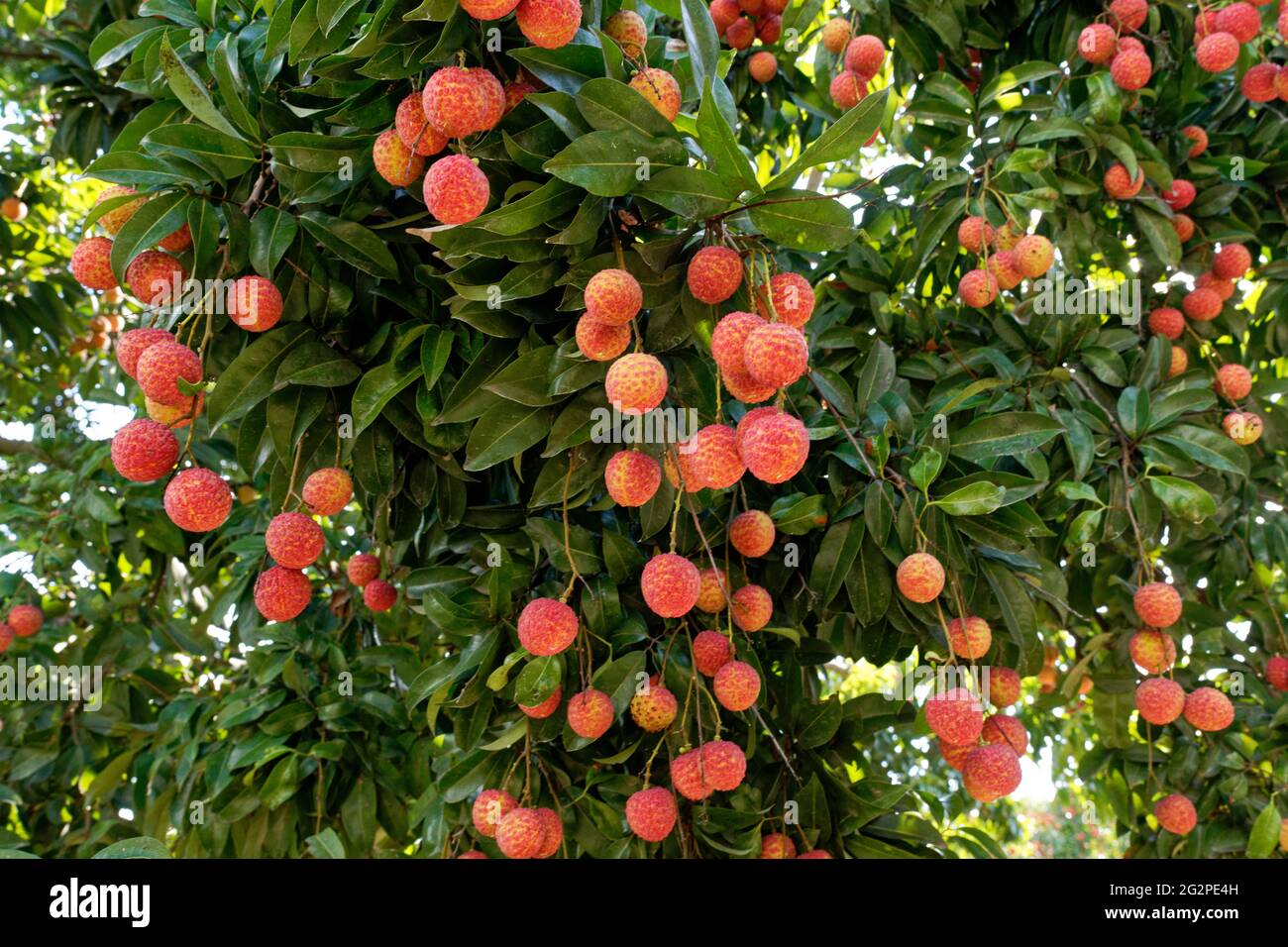 lychee cinese, frutti di litche pendono su un albero di luce del giorno Foto Stock