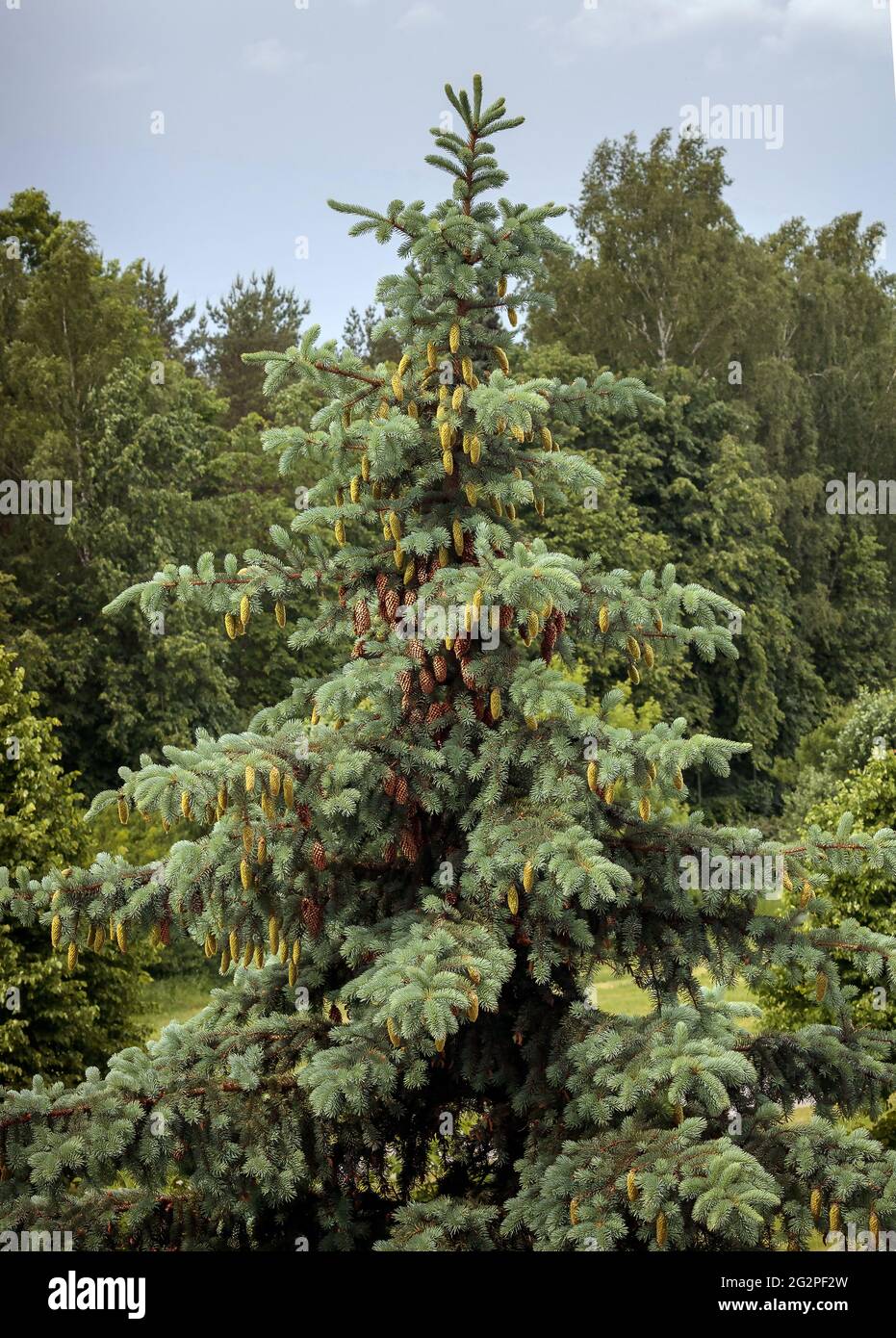 La cima di un abete d'argento lettone con molti coni verdi giovani e vecchi, marroni. Sullo sfondo betulla e altri decidui cime degli alberi. Il cielo è Foto Stock