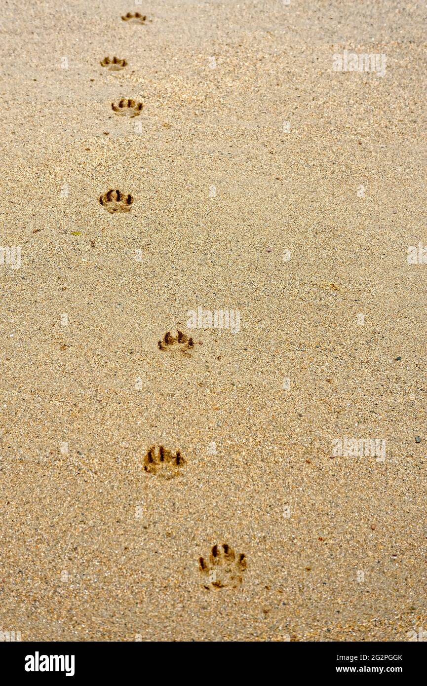 la zampa del cane stampa sulla spiaggia in posizione verticale Foto Stock