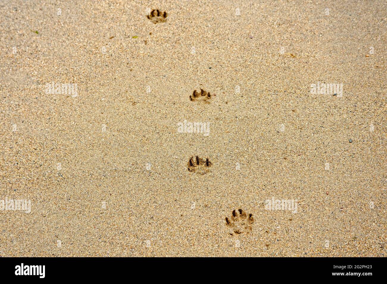 Zampa del cane impronte nella sabbia Foto Stock