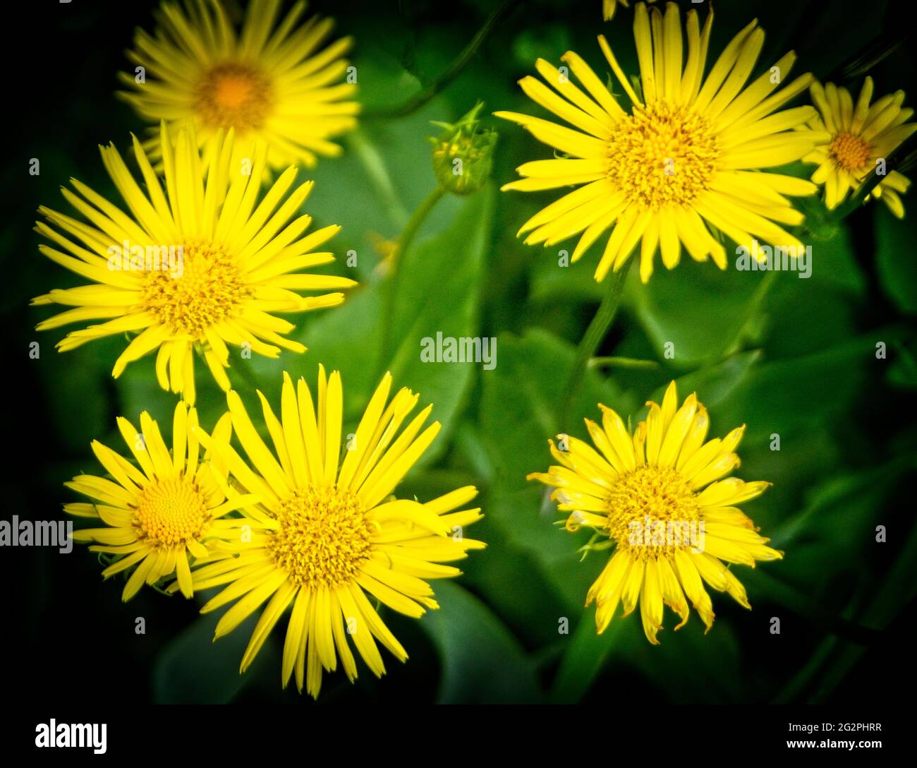 Oriental leopard's-bane Riley Park Calgary Alberta Foto Stock