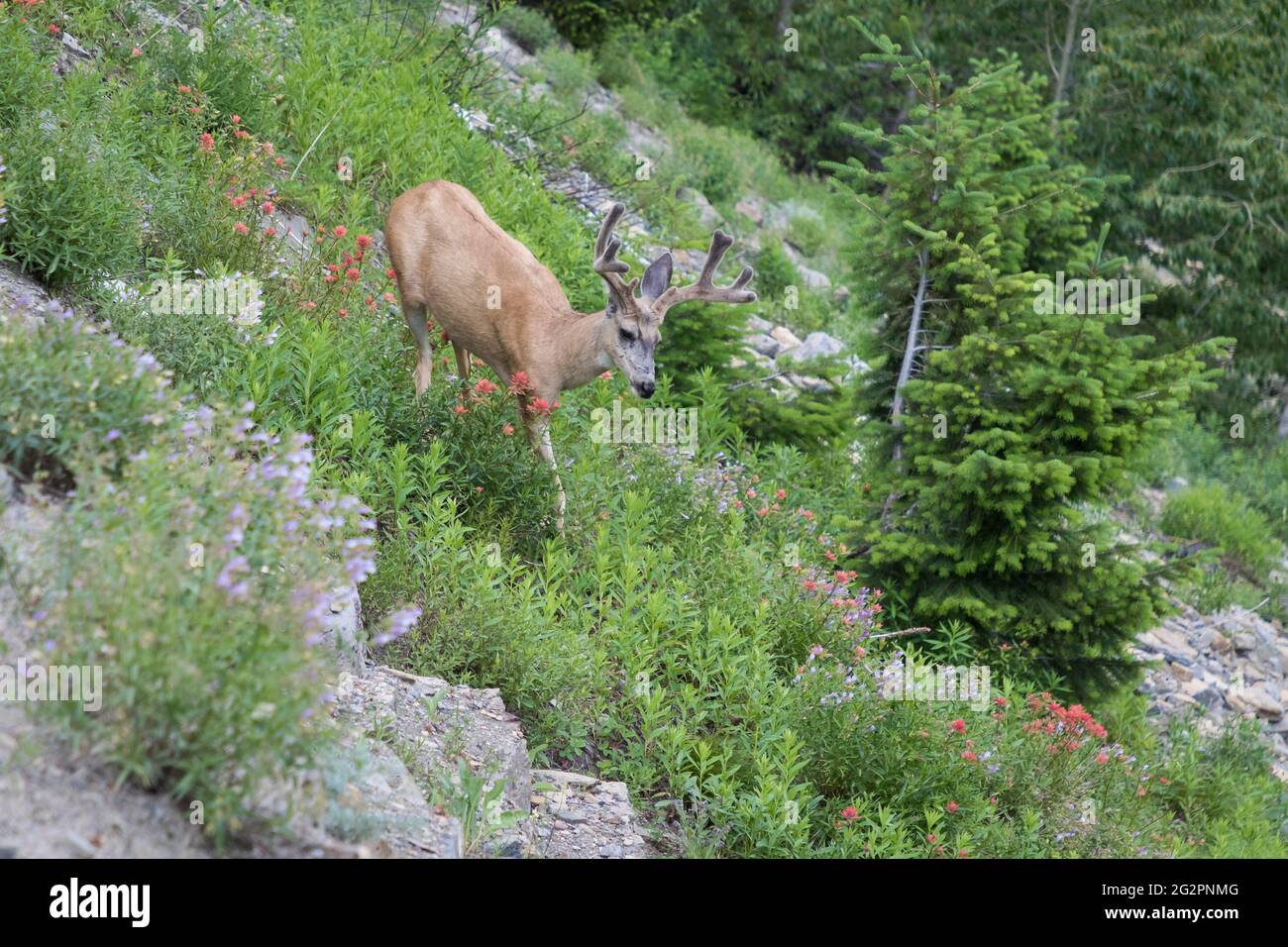 Cervo Mule maschio con corna in velluto accanto a andare alla Sun Road al Glacier National Park in Montana Foto Stock