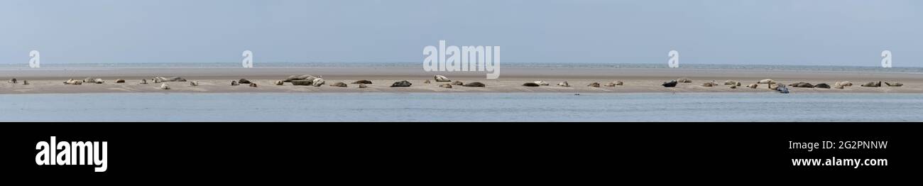 Una vista panoramica di una colonia di foche comuni crogiolarsi al sole su una barra di sabbia nella Danimarca occidentale Foto Stock