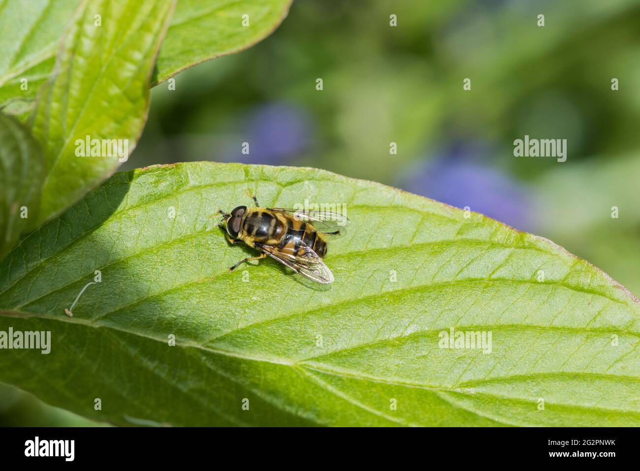 Batman Hoverfly (Myathropa florea) arroccato su una foglia Foto Stock