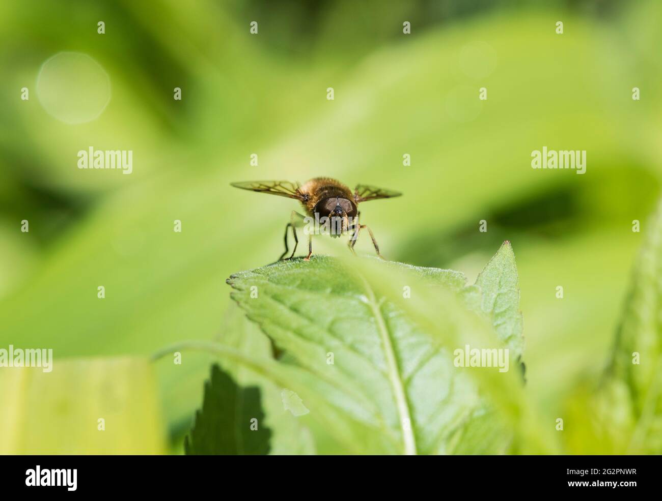 Batman Hoverfly (Myathropa florea) arroccato su una foglia Foto Stock