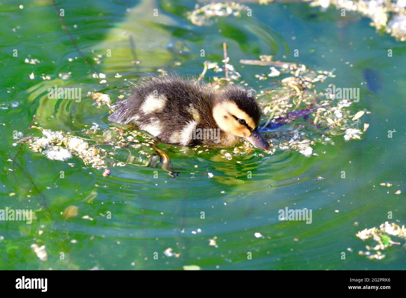 Anatra giovane di mallard (Anas platyrhynchos) nuota in uno stagno Foto Stock
