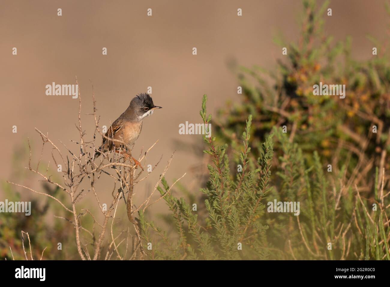 Spettacolo Warbler Curruca cospicillata in primo piano nella Camargue Foto Stock