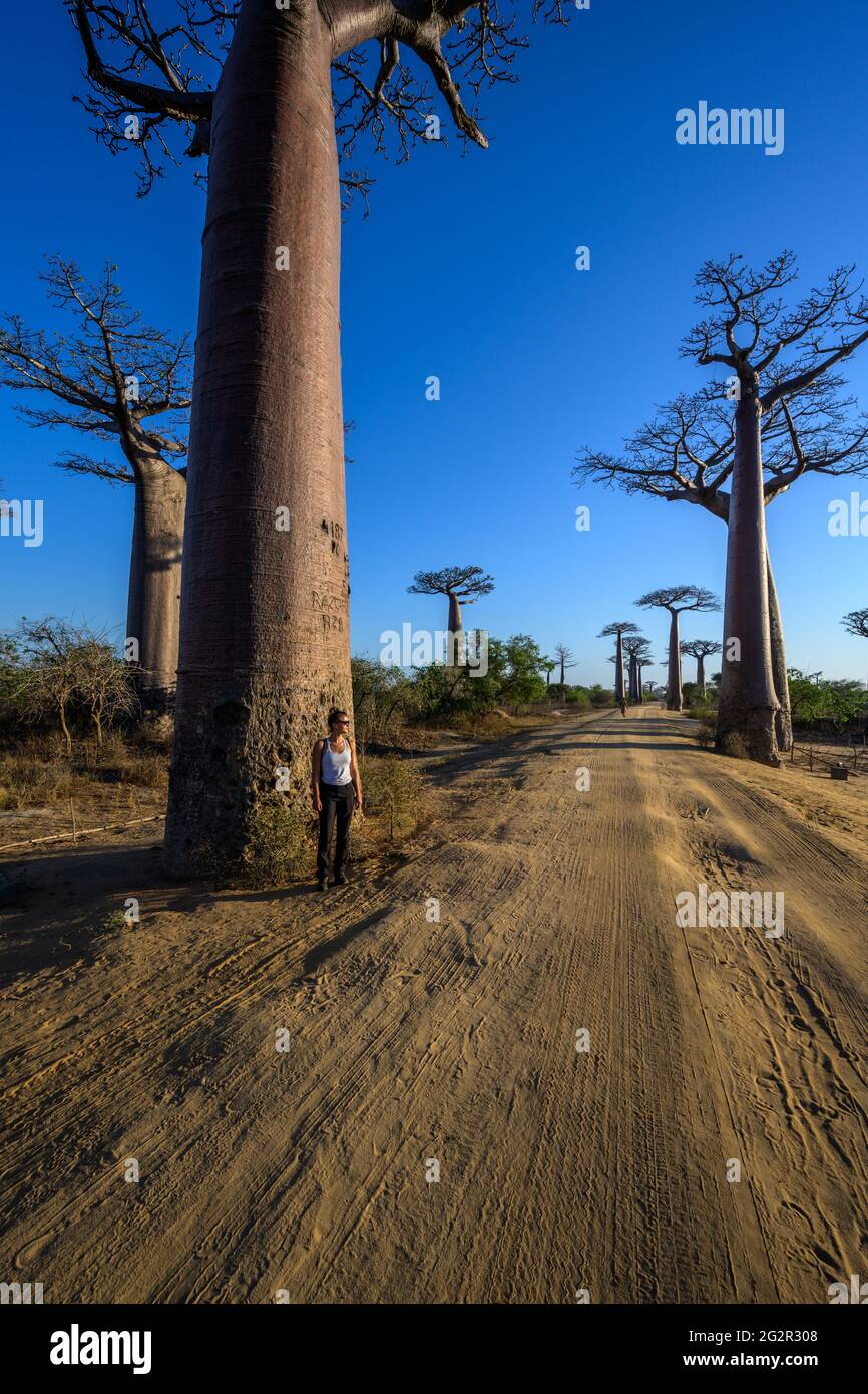 Avenue de Baobab in Madagascar Foto Stock
