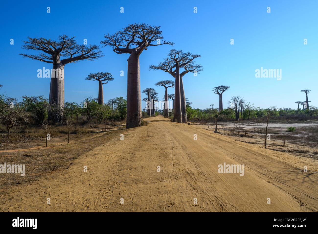 Avenue de Baobab in Madagascar Foto Stock