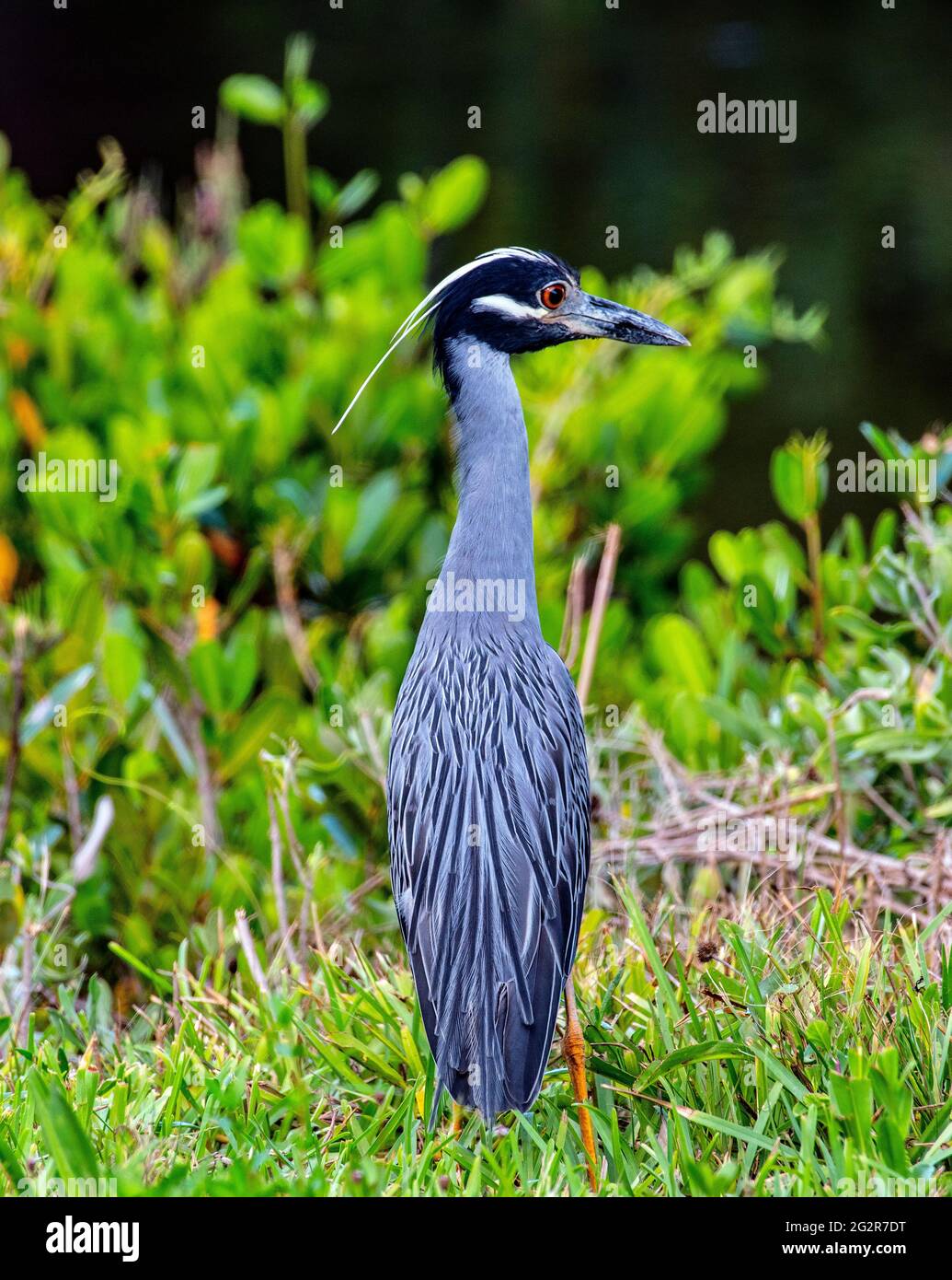 Airone notturno incoronato giallo (Nyctanassa violacea), Ding Darling Wildlife Refuge, Sanibel Island, Florida Foto Stock