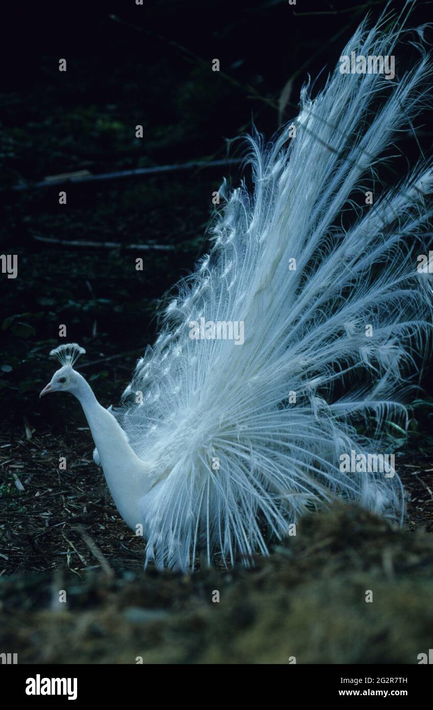 Bellissima immagine di un pavone bianco con le sue piume spiegate foto  stock
