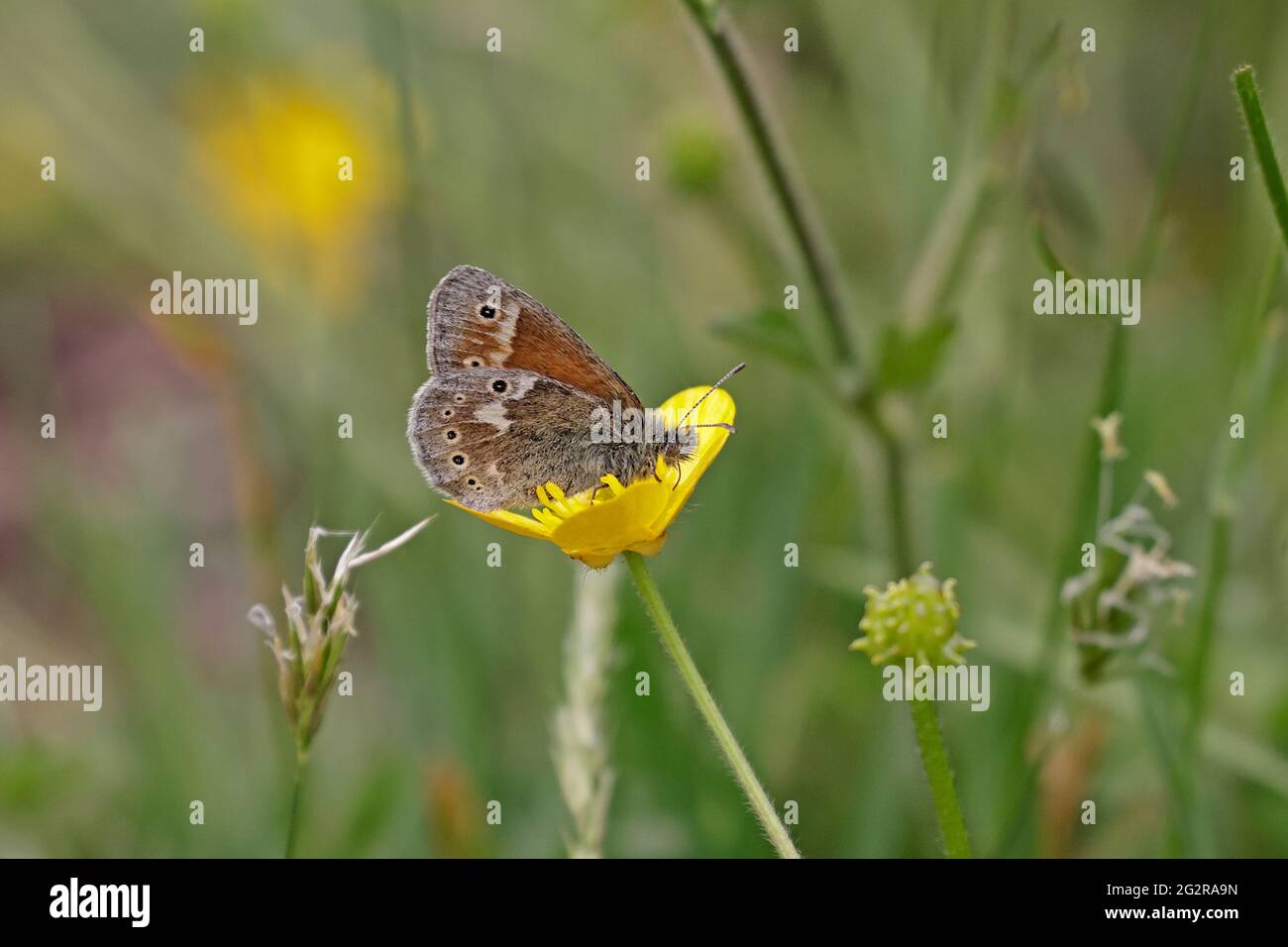 Grande Heath Butterfly che alimenta su una coppa di farfalle nel Galles Regno Unito Foto Stock