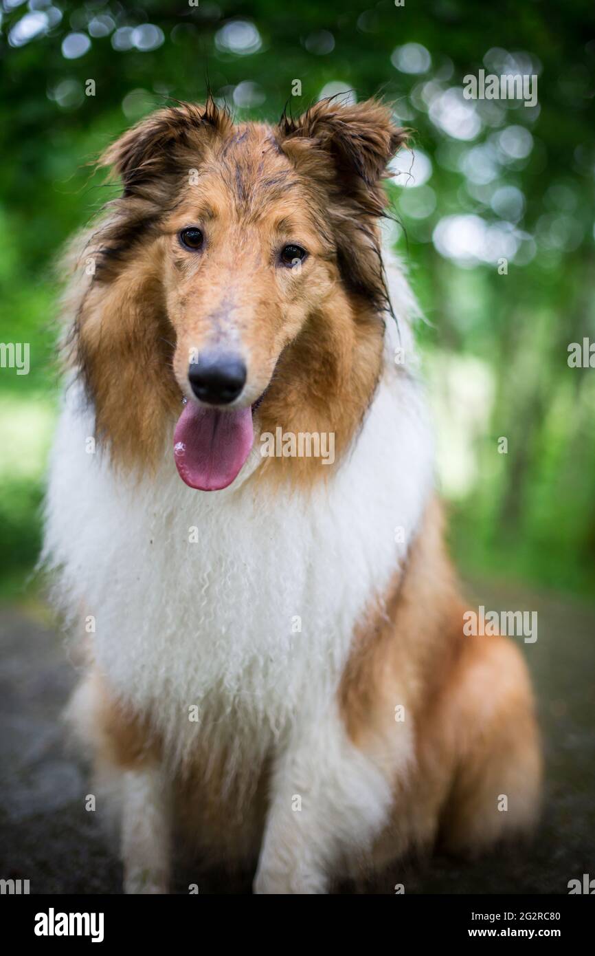 Collie americano Foto Stock