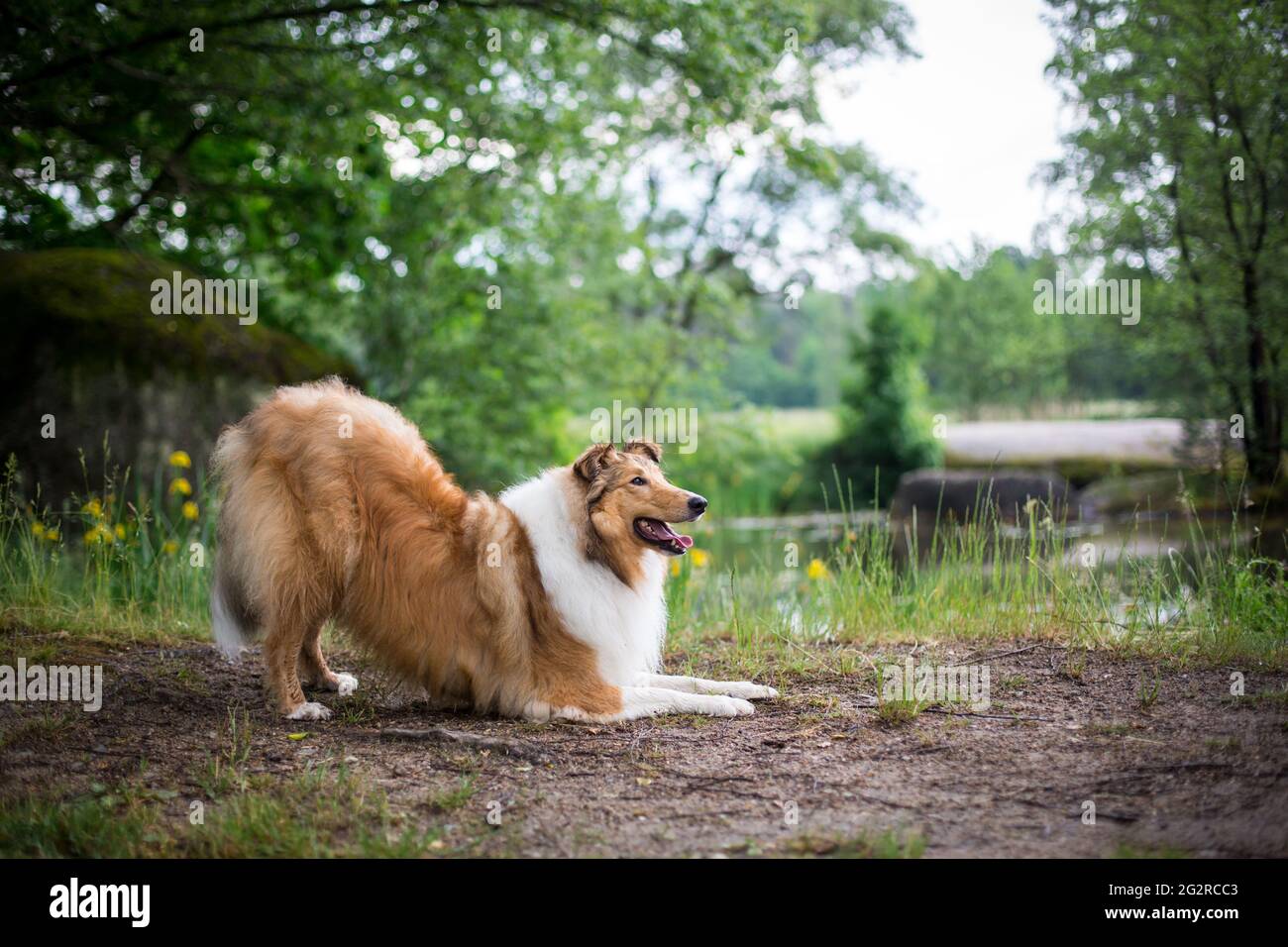 Collie americano Foto Stock