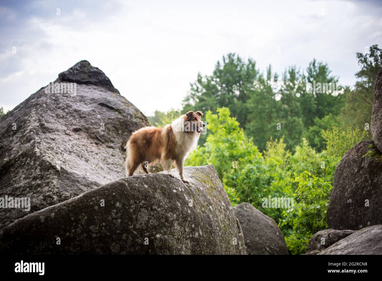 Collie americano Foto Stock
