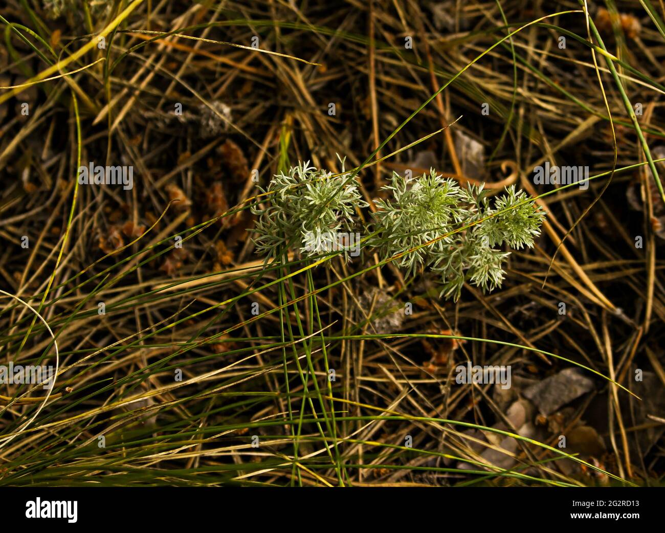 Foglie di tauricum di wormwood su sfondo scuro, bellissimo legno di wormwood verde per lo sfondo. Un rimedio popolare per l'igiene. Artemisia taurica Willd, abs Foto Stock