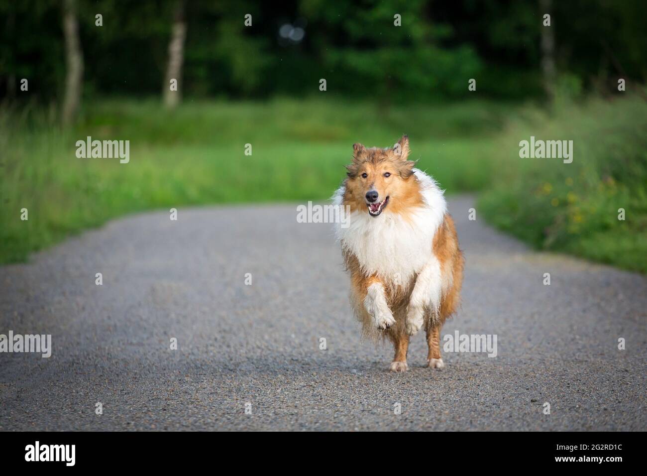 American Collie running Foto Stock