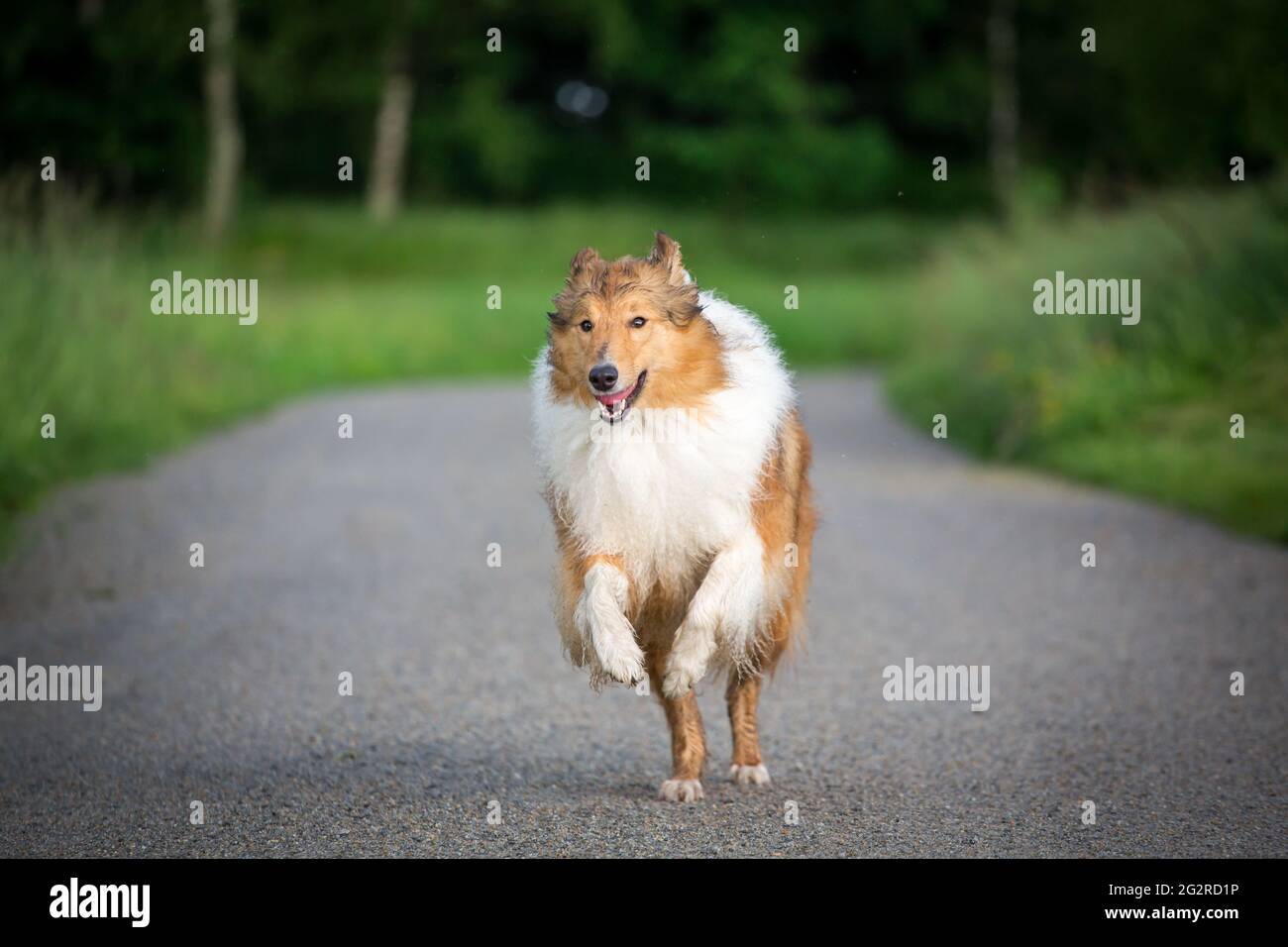 American Collie running Foto Stock