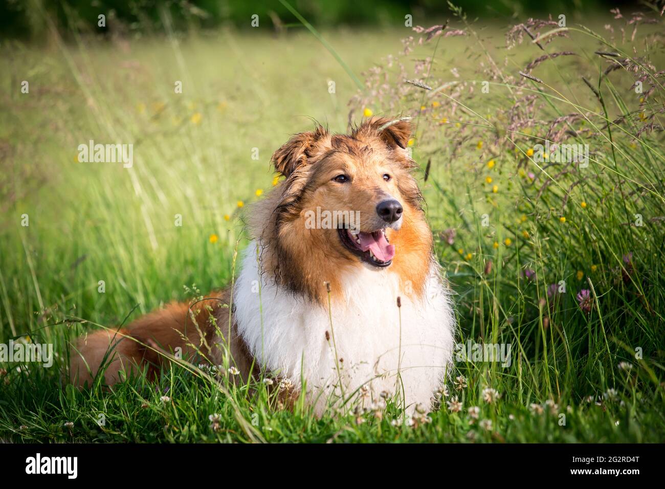 Collie americano Foto Stock