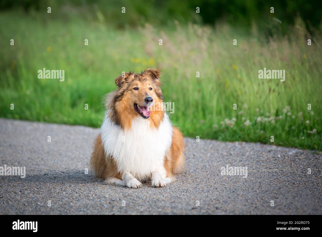 Collie americano Foto Stock