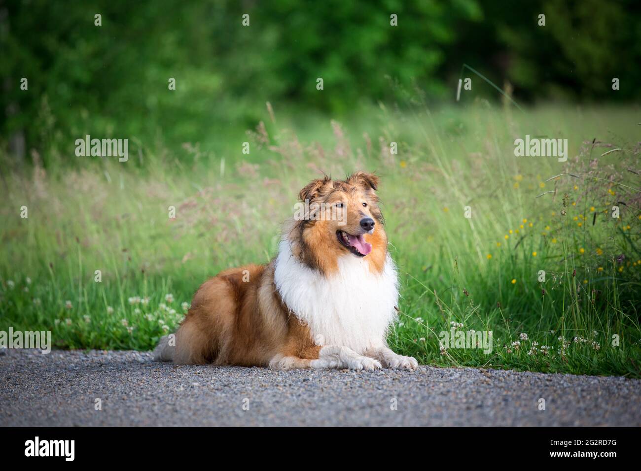 Collie americano Foto Stock
