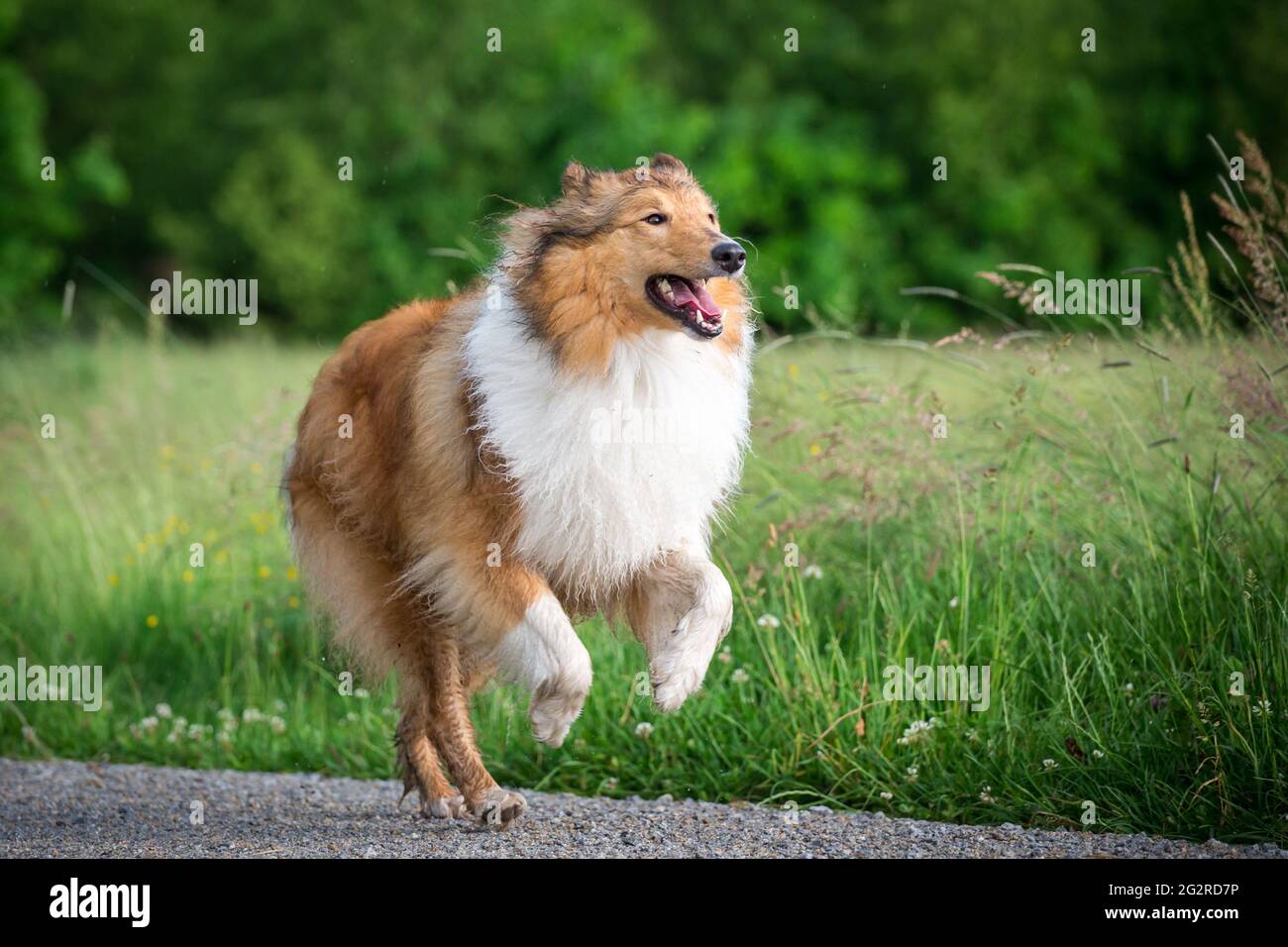 American Collie running Foto Stock