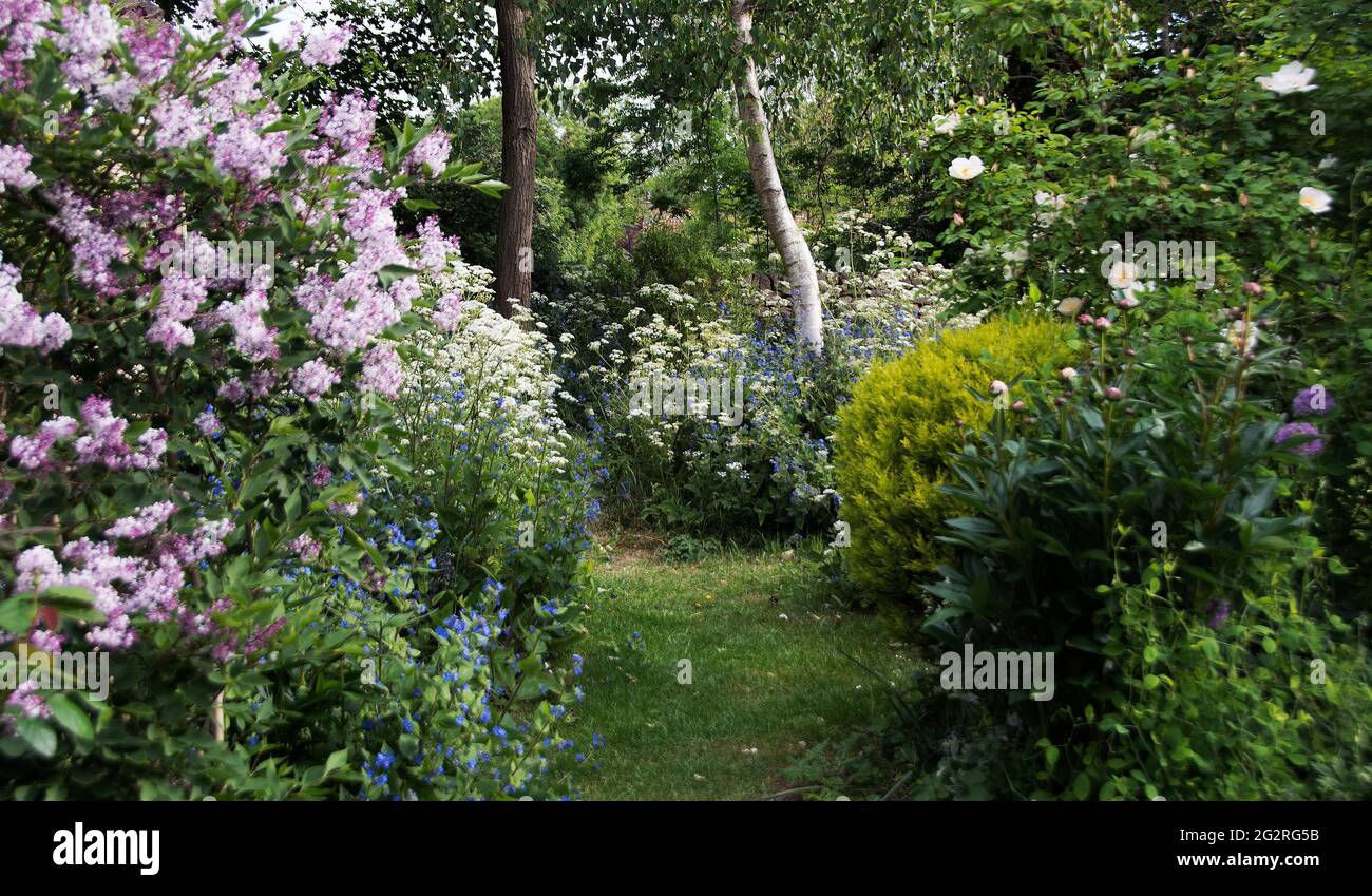 Bloomin 'Lovely - un giardino di campagna a maggio Foto Stock