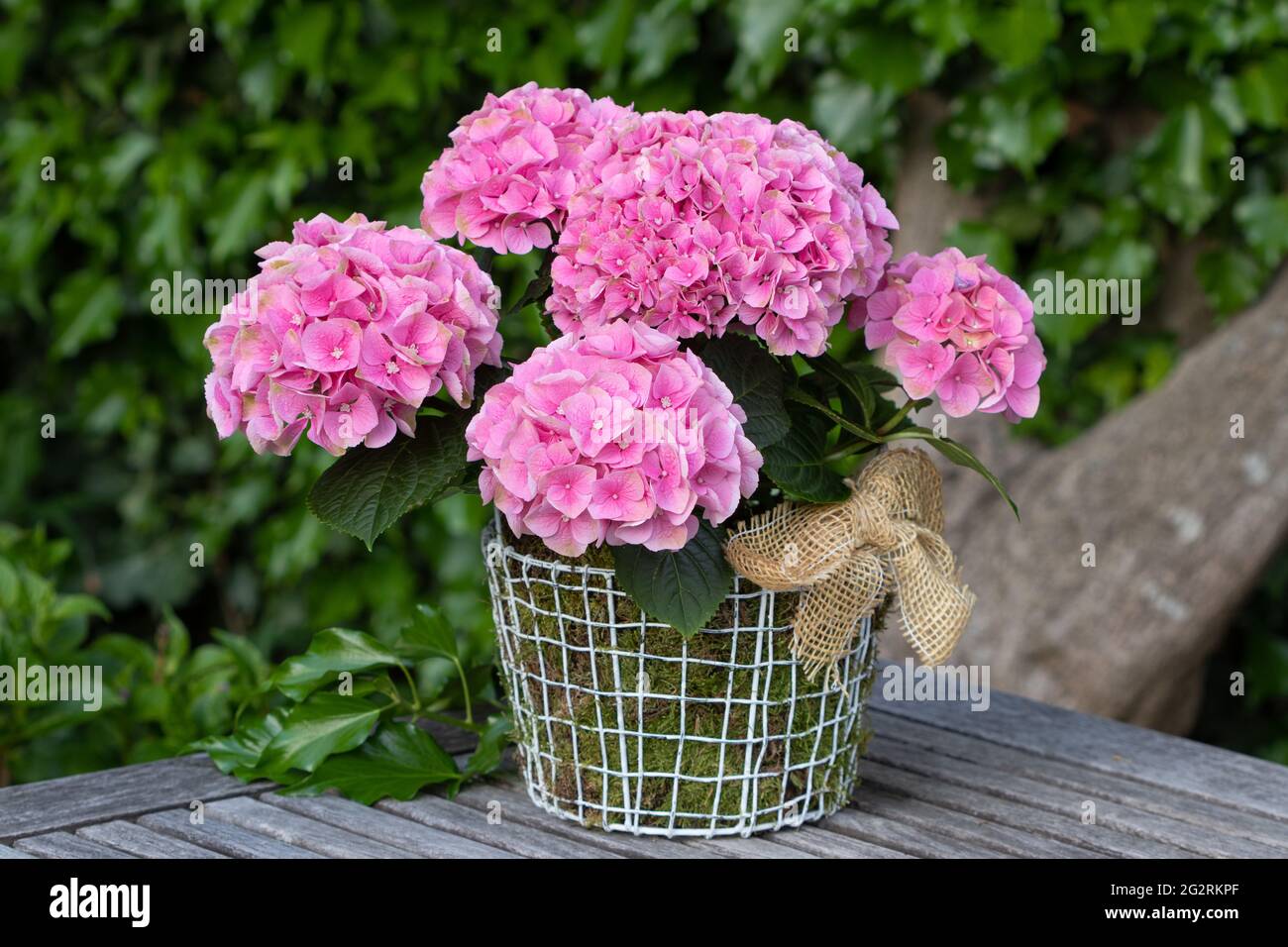 fiori di idrangea rosa in cesto come decorazione del giardino estivo Foto Stock