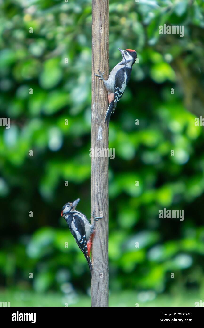 Dendrocopos Major, due picchetti su un albero di legno in un giardino Foto Stock