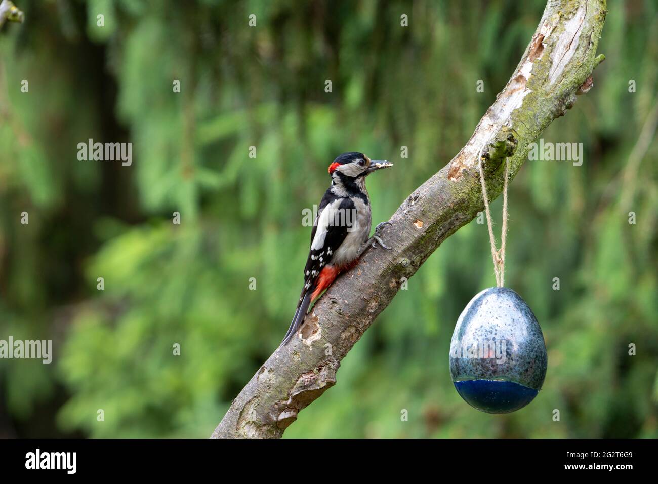 Dendrocopos Major, picchio di un alimentatore di uccelli Foto Stock