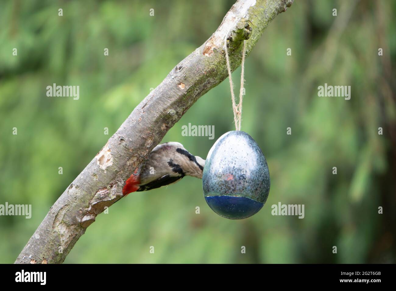 Dendrocopos Major, picchio di un alimentatore di uccelli Foto Stock