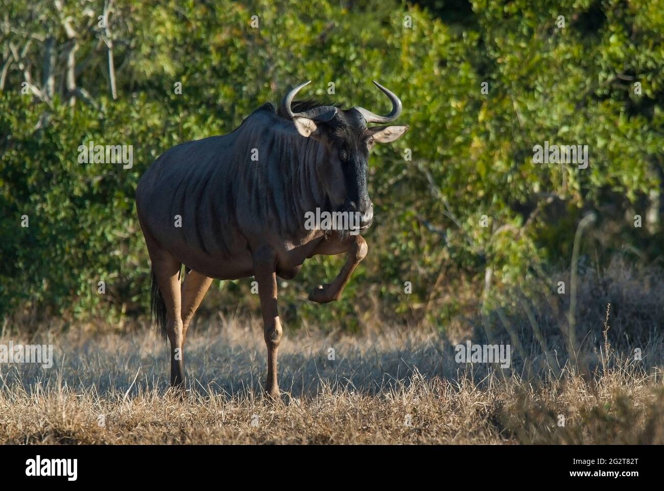 Black wildebeest gnou, Connochaetes taurinus, Kruger National Park, Sudafrica. Foto Stock