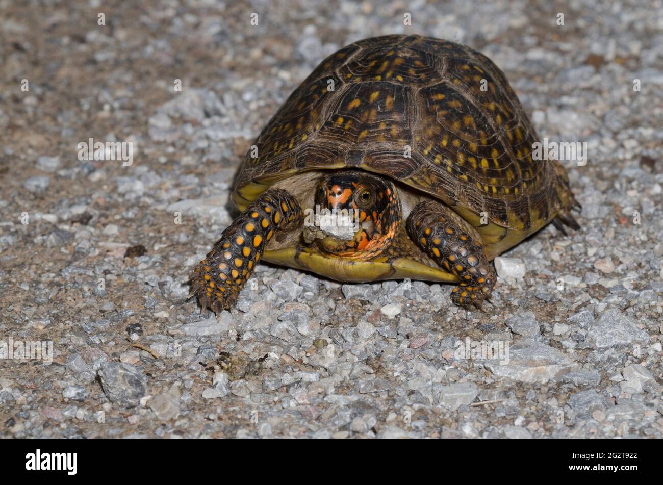 Tartaruga a scatola ornata, Terrapene ornata, con pezzetto di ghiaia in bocca Foto Stock