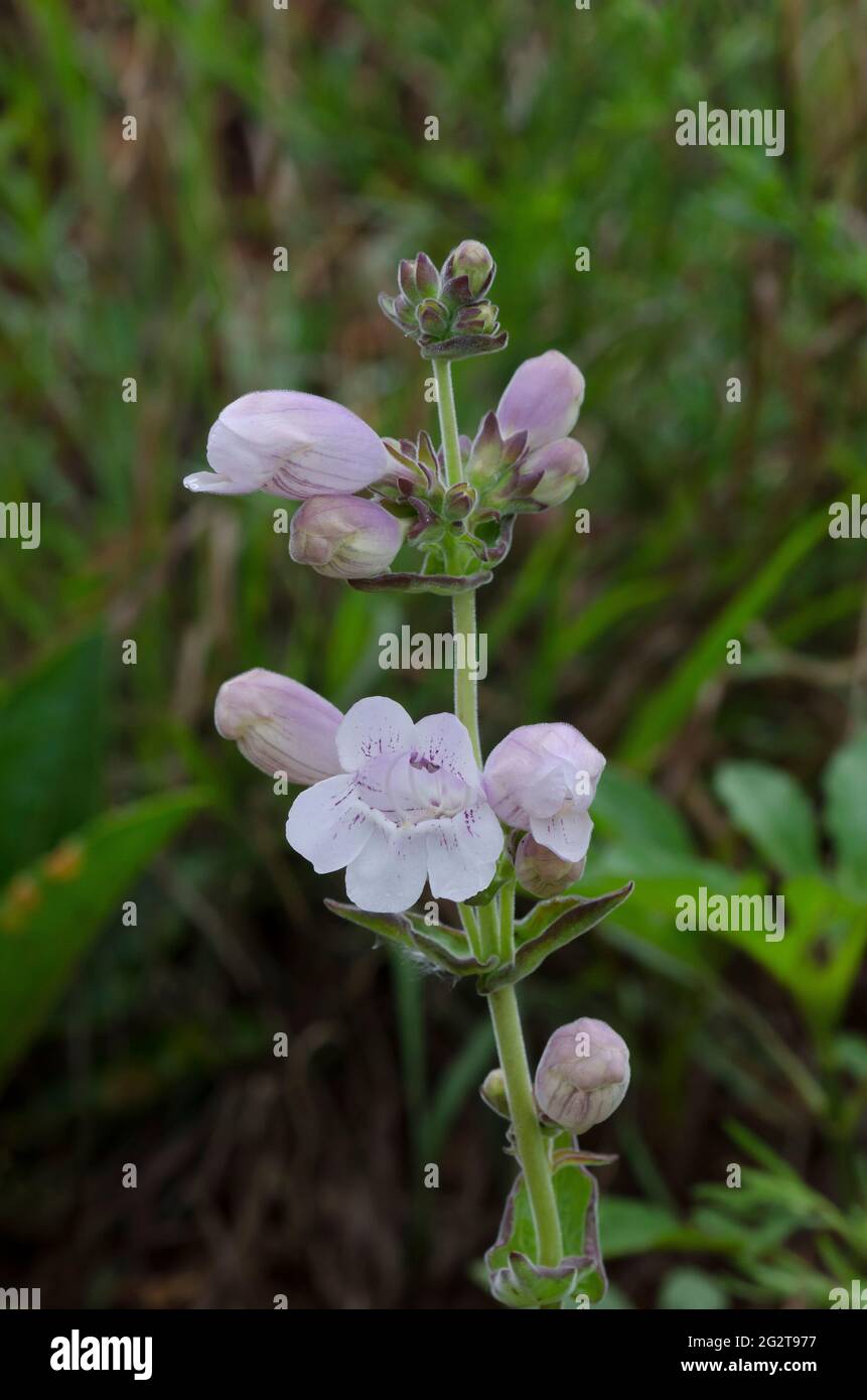 Cobaea Beardtongue, Penstemon cobaea Foto Stock