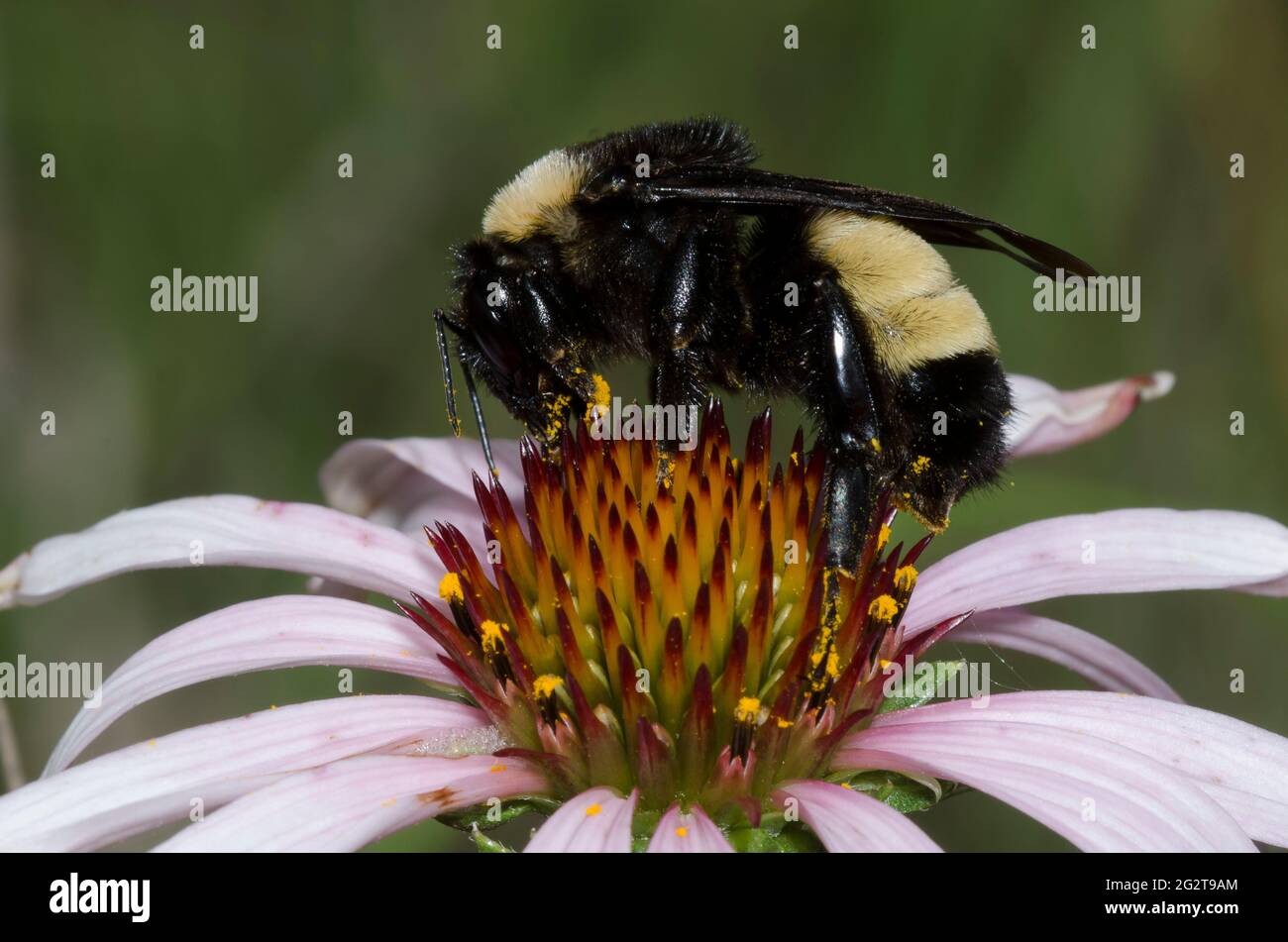 American Bumble Bee, Bombus pensylvanicus, foraggio su violetto di coneflower, Echinacea angustifolia Foto Stock