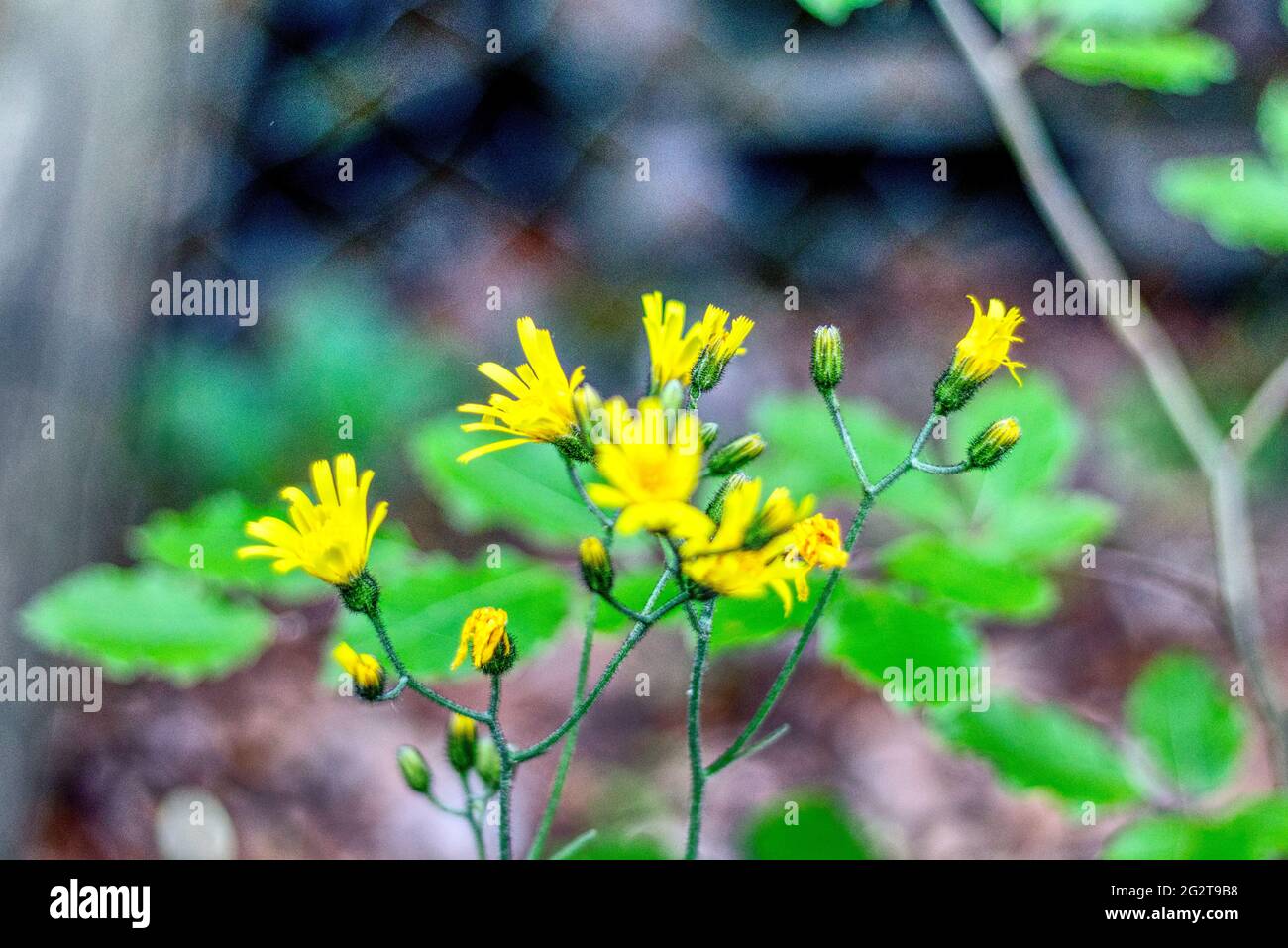 primo piano di un fiore selvatico giallo in primavera Foto Stock