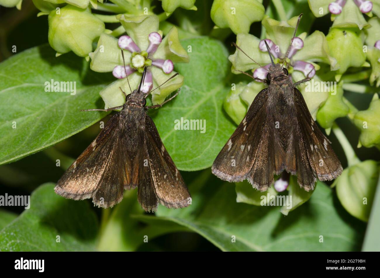 Cloudywings settentrionali, Cecropterus pylades, femmine nctaring da alghe verdi, Asclepias viridis Foto Stock