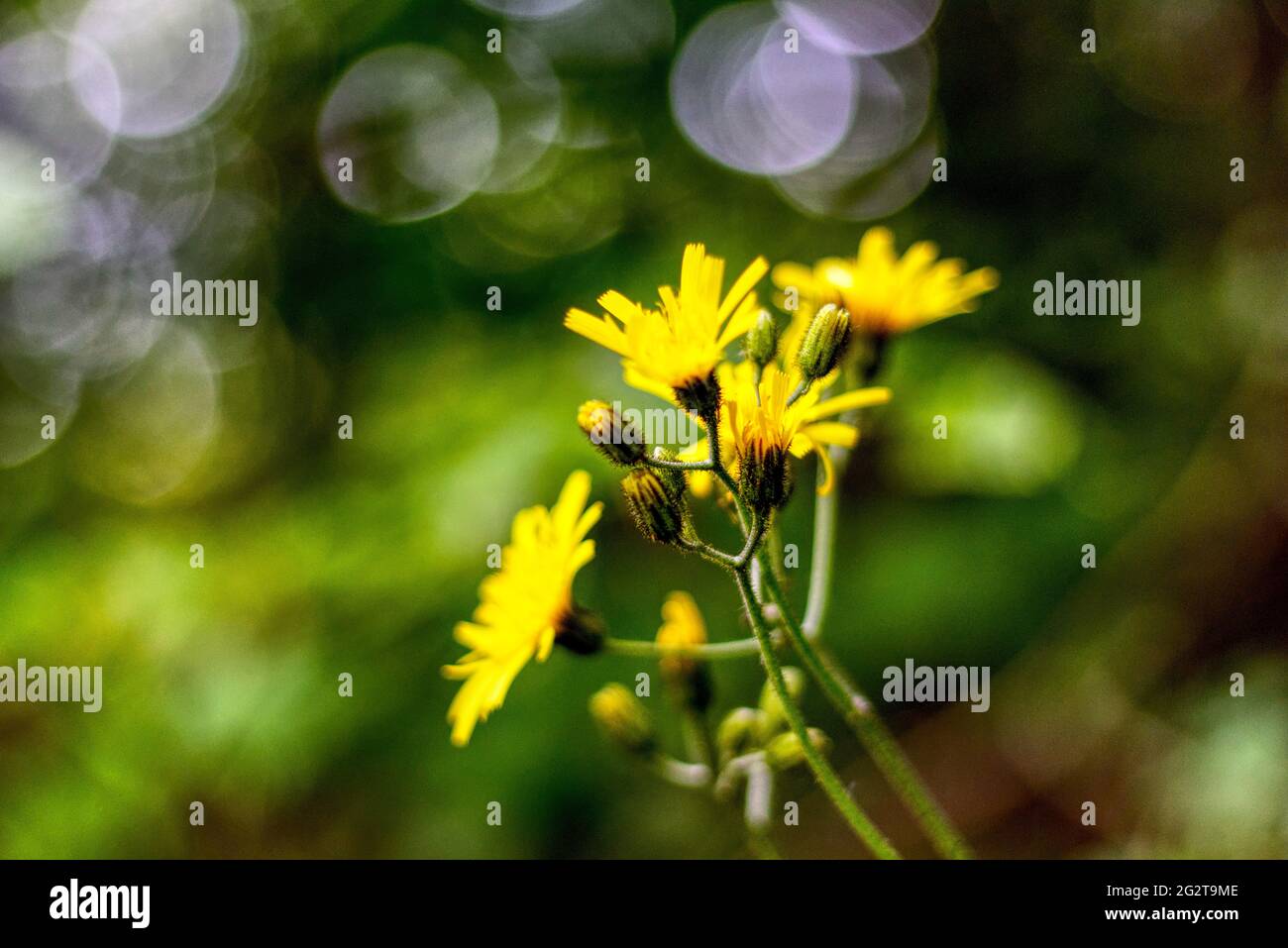 primo piano di un fiore selvatico giallo in primavera Foto Stock