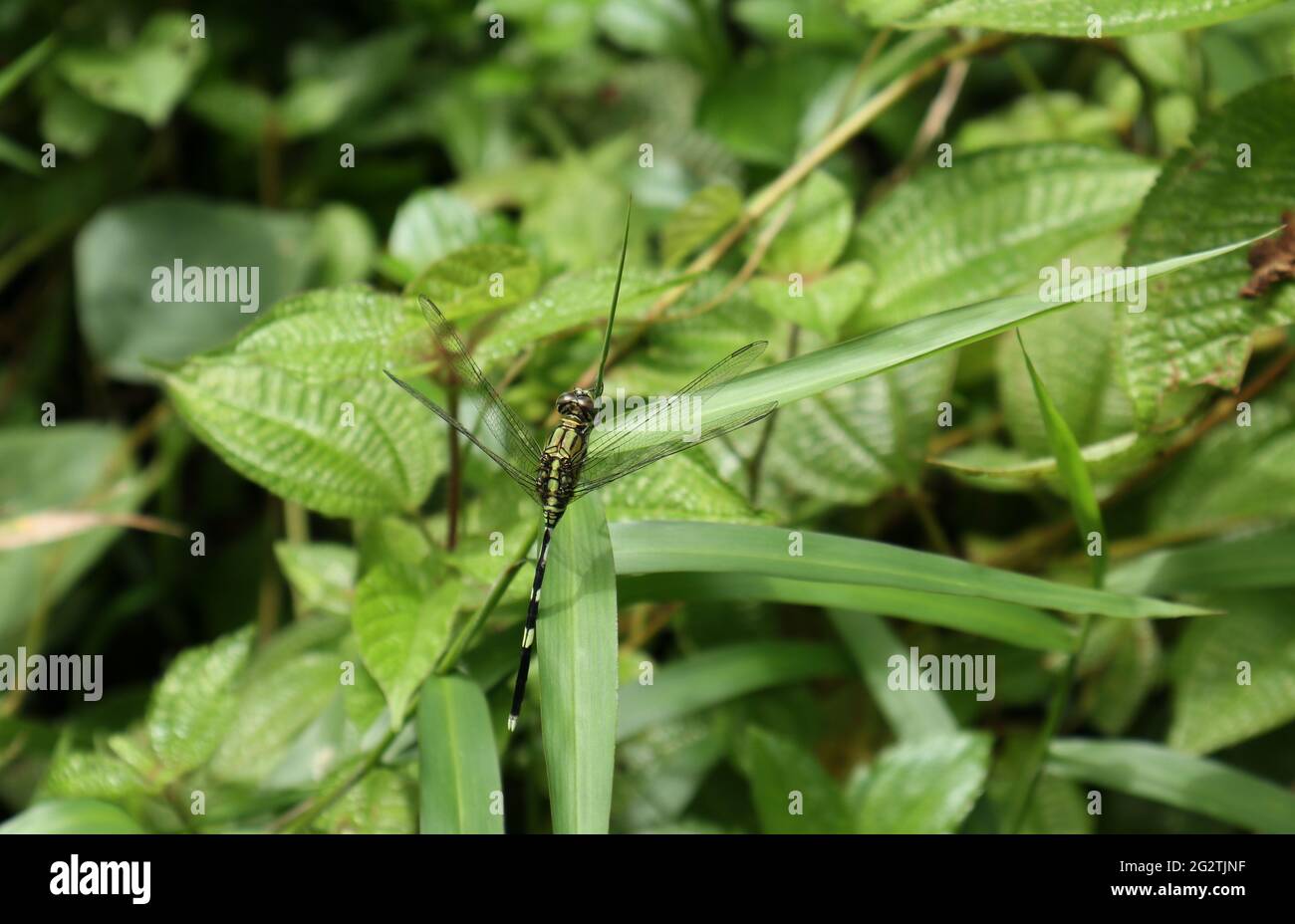 Primo piano di una libellula di colore verde arroccata in cima a una pianta d'erba in una giornata di sole Foto Stock