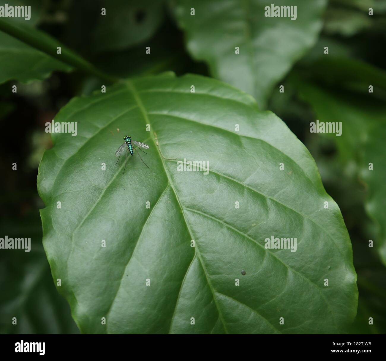 Primo piano di un colore verde metallizzato mosca a gamba lunga su una foglia di caffè con la foglia Foto Stock