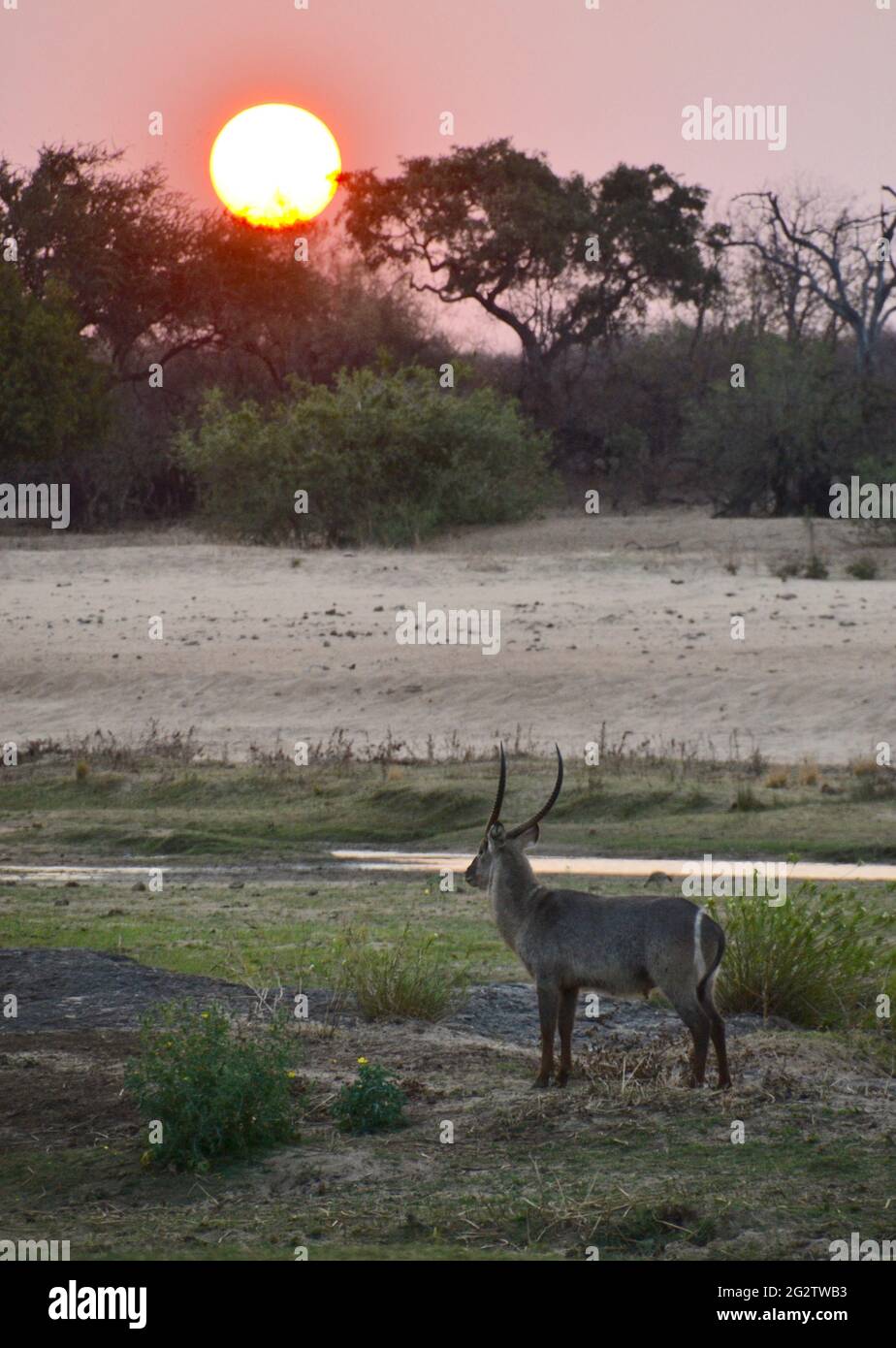 Antilope maschio singolo in piedi vicino al corso del fiume con la sfera perfetta del sole che scompare dietro gli alberi di acacia della spina Foto Stock