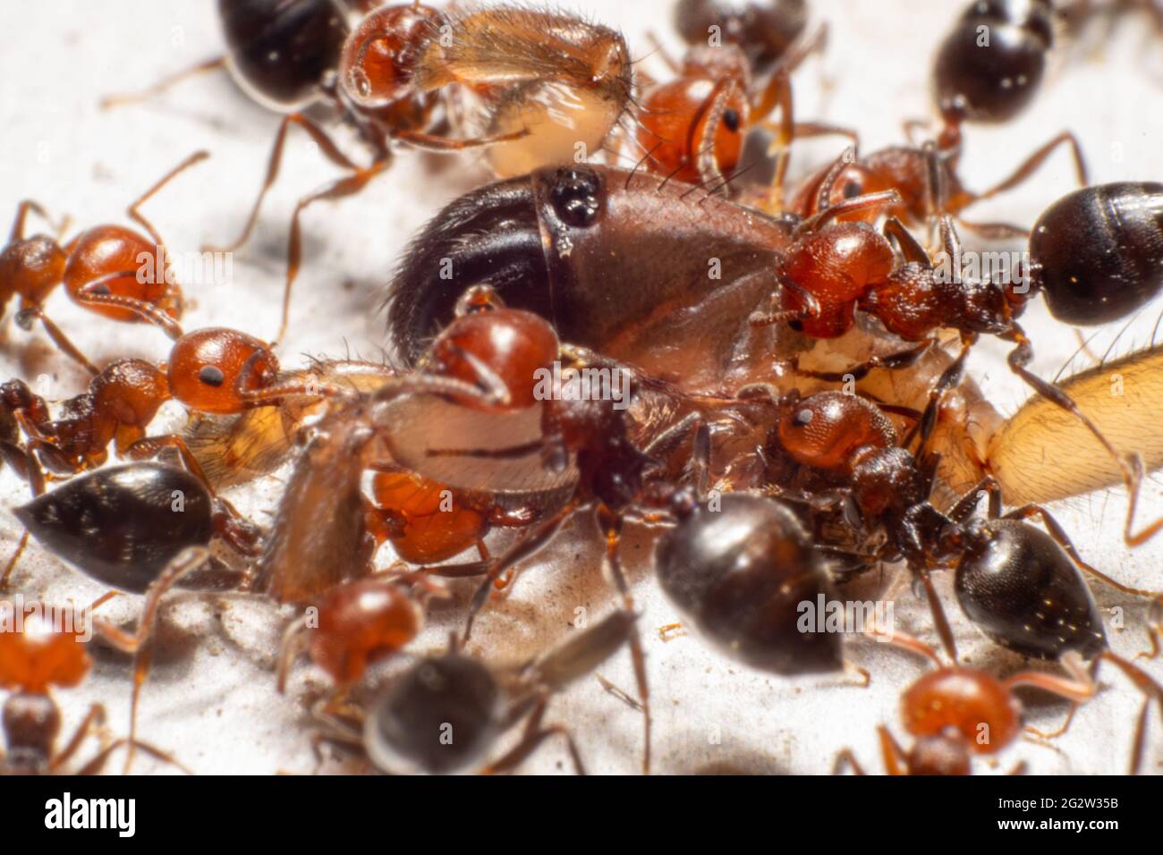 Formiche di testa rossa in gruppo, portando un ragno morto alla colonia. Comportamento sociale delle formiche. Foto Stock