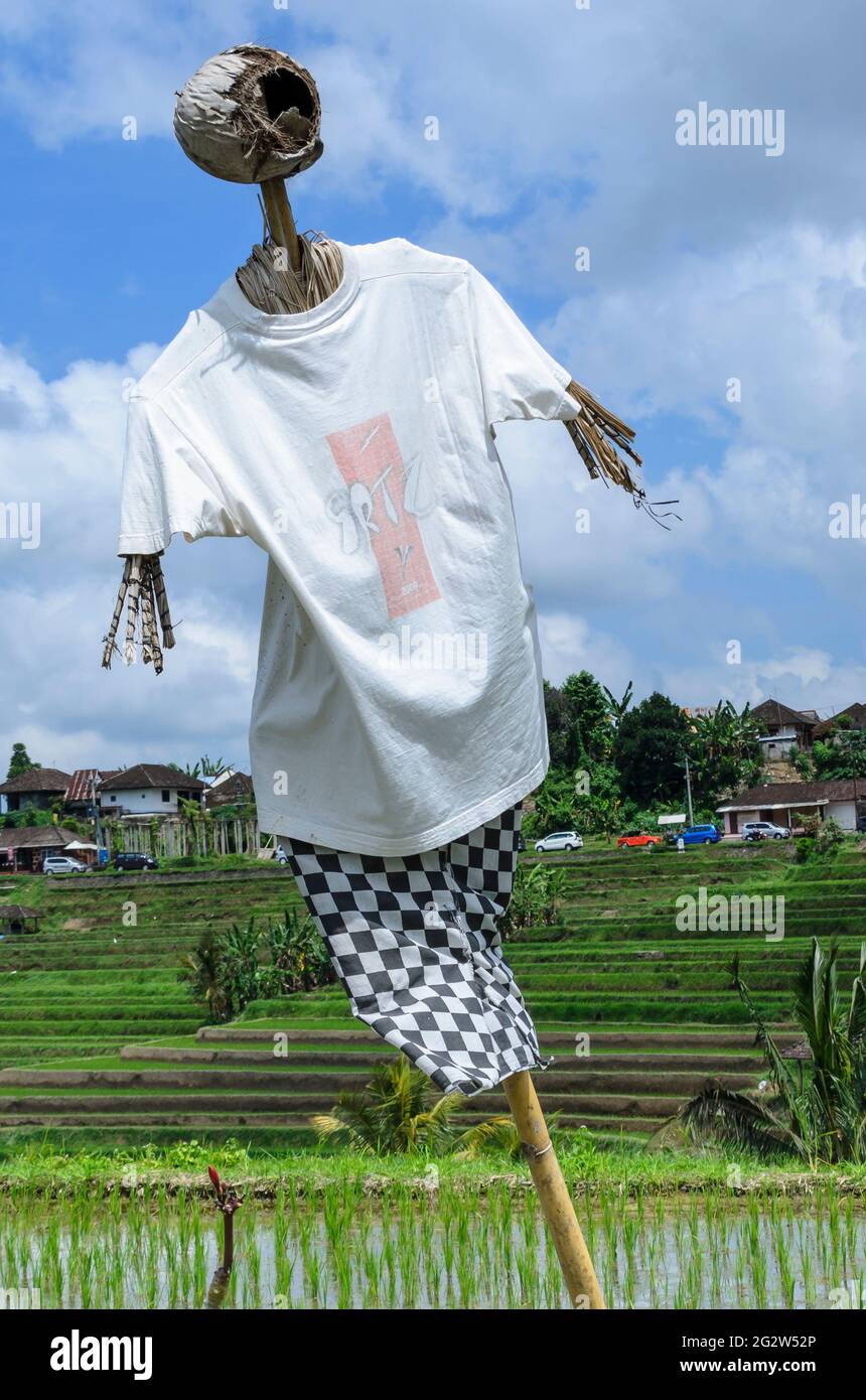 Lo Scarecrow alle terrazze di riso di Tegallalang, Bali, Indonesia Foto Stock